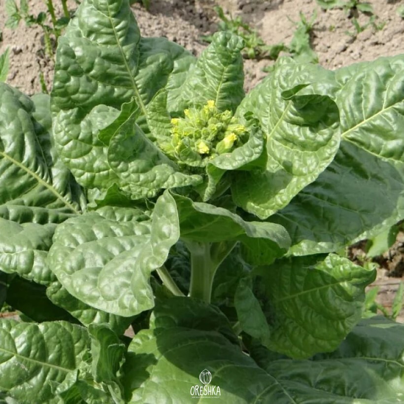Seeds of shag Moscow (Nicotiana tabacum) — 300 pcs