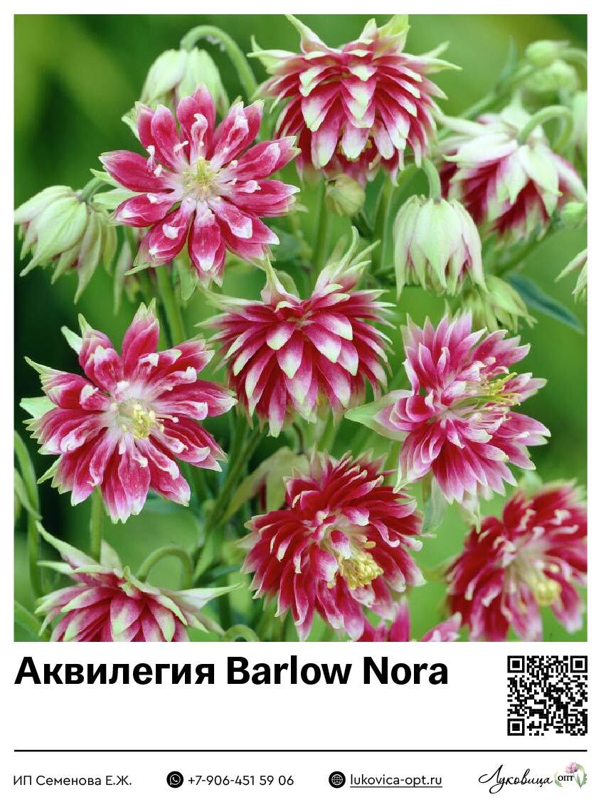 Аквилегия Купить