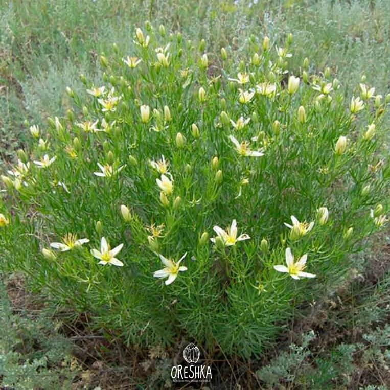 Seeds of Peganum harmala — 50 pcs