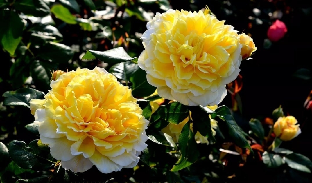 Жоэль Маруани - Joelle Marouani (Massad Франция, 2000) - Питомник саженцев роз Г