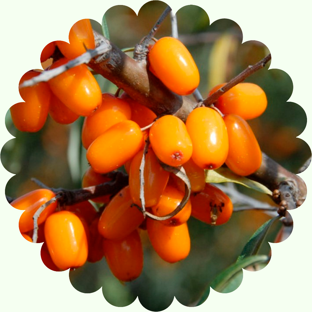 Облепиха Алтайская