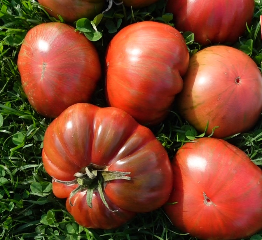 купить семена томата ШОКОЛАДНЫЙ ЗАЯЦ