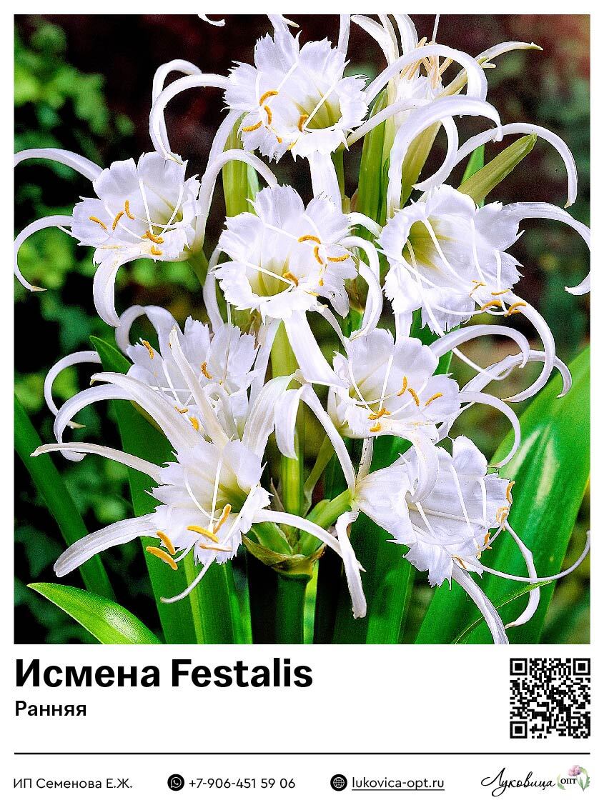 Гименокаллиc [Исмена ранняя] Festalis (Фесталис)