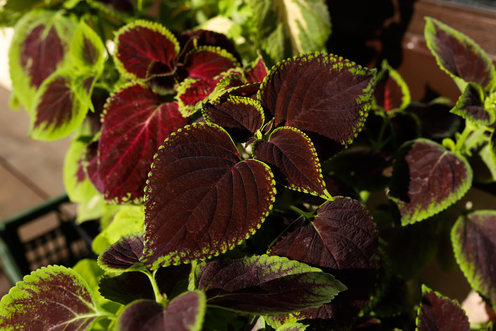 Колеус (крапивка)