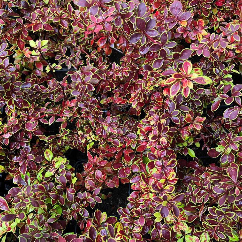 барбарис тунберга.