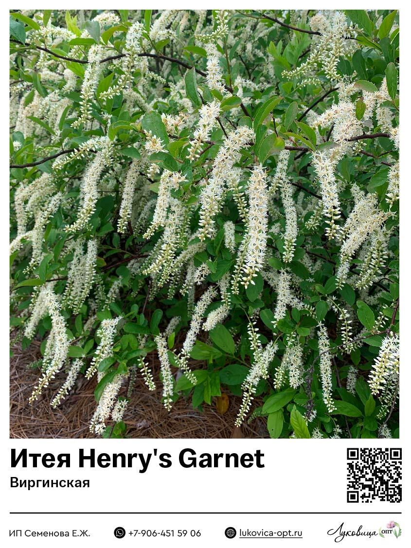 Итея виргинская Henry's Garnet (Генрис Гарнет)