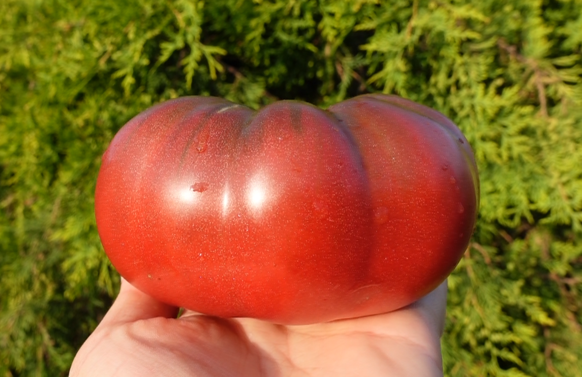 купить семена томата БРЕНДИ ФРЕД