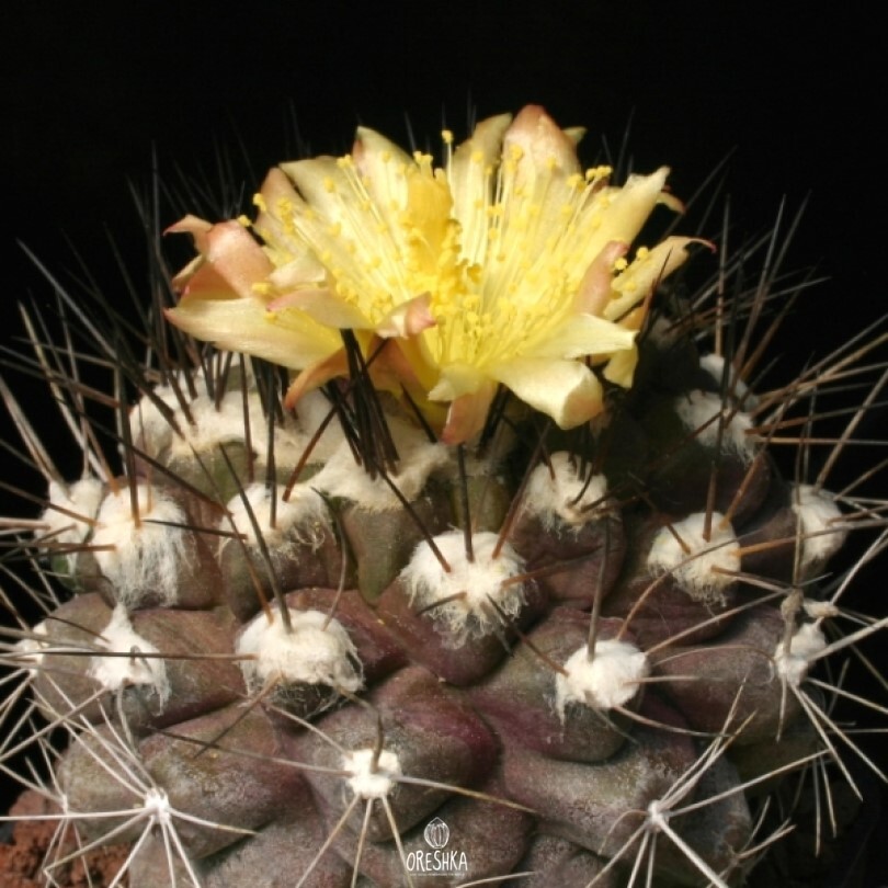 Seeds of Cactus Copiapoa humilis "martima" KK 1709 (Copiapoa humilis "martima" KK 1709) — 10 pcs