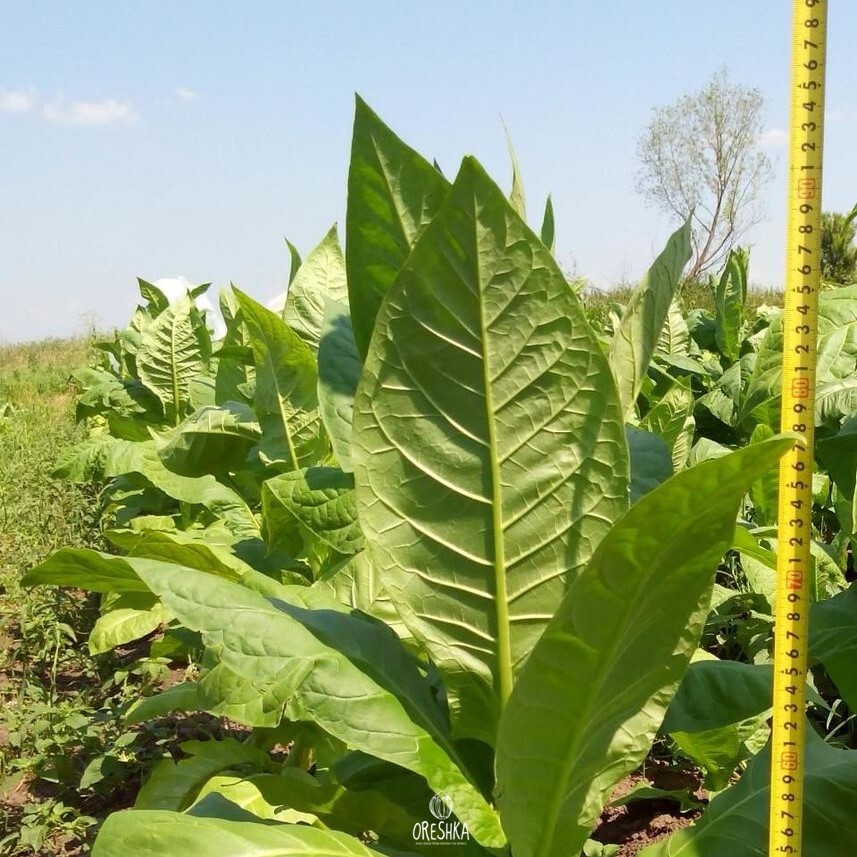Seeds of Tobacco blend of American elite (Nicotiana tabacum) — 300 pcs