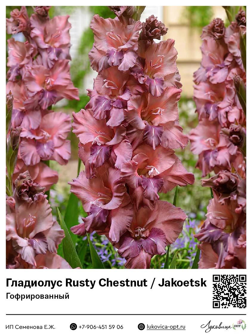 Гладиолус Rusty Chestnut / Jakoetsk (Гофрированный) 5 шт