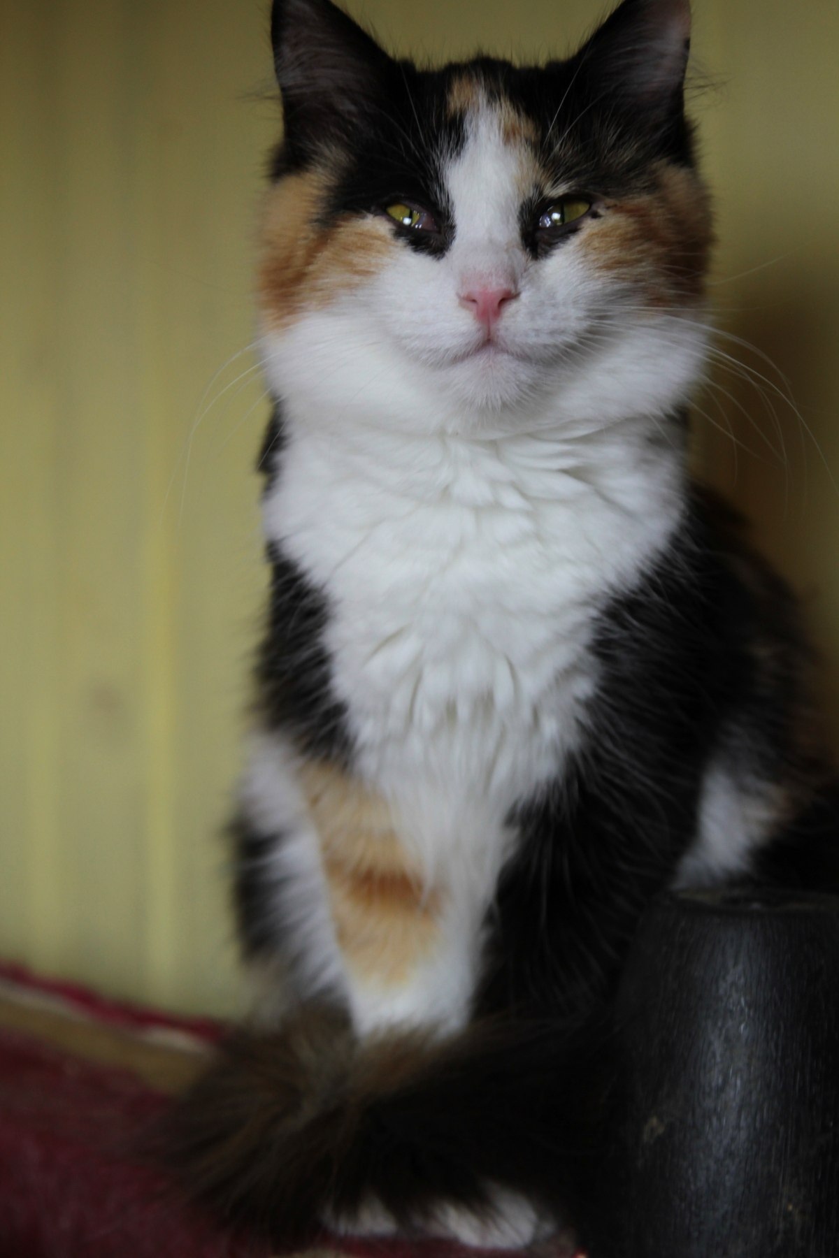 Животное фото 2