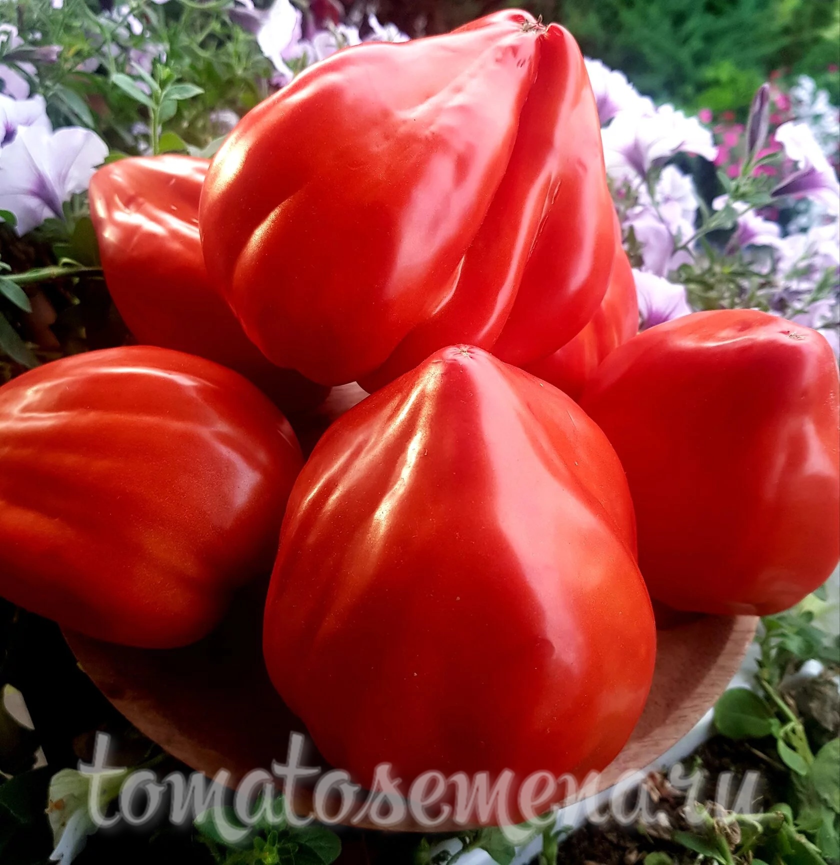 Древнее сердце Акви Терме (Cuore Antico di Aqui Terme)