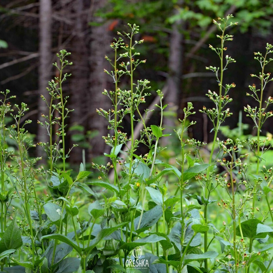 Норичник шишковатый (Scrophularia nodosa)