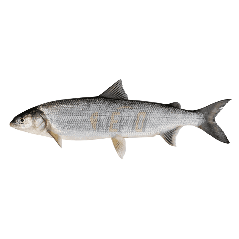 Омуль белорыбица. Муксун - coregonus muksun. Омуль рыба. Белая рыба нельма. Щекур и омуль.