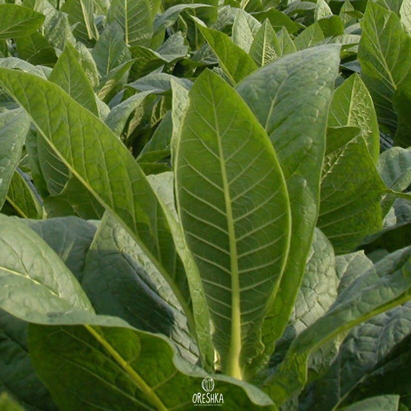 Seeds of Tobacco Ravnjak (Nicotiana tabacum) — 300 pcs