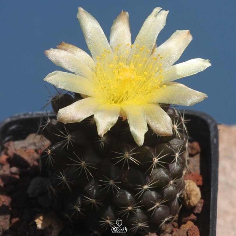 Seeds of Cactus Copiapoa humilis KH 1058 (Copiapoa humilis KH 1058) — 10 pcs
