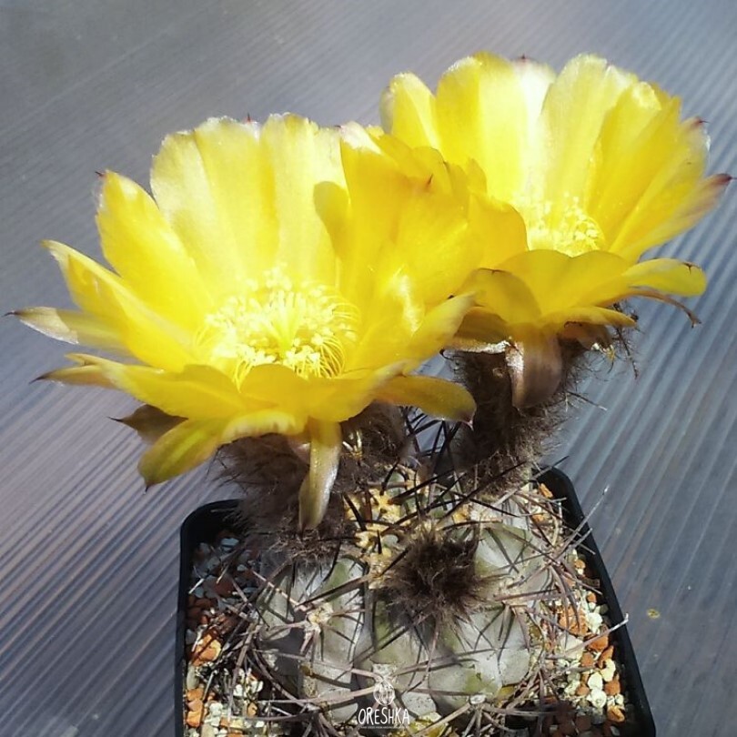 Seeds of Cactus Acanthocalycium glaucum P 143 (Acanthocalycium glaucum P 143) — 10 pcs