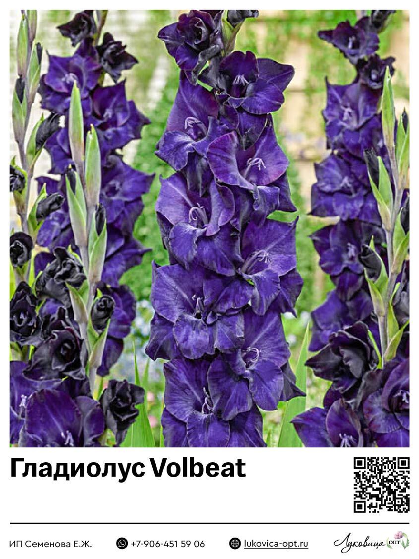 Гладиолус Volbeat 5 шт