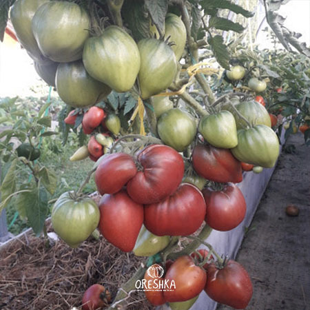 Heart shaped purple tomato large 150-250g weighing harvest basket