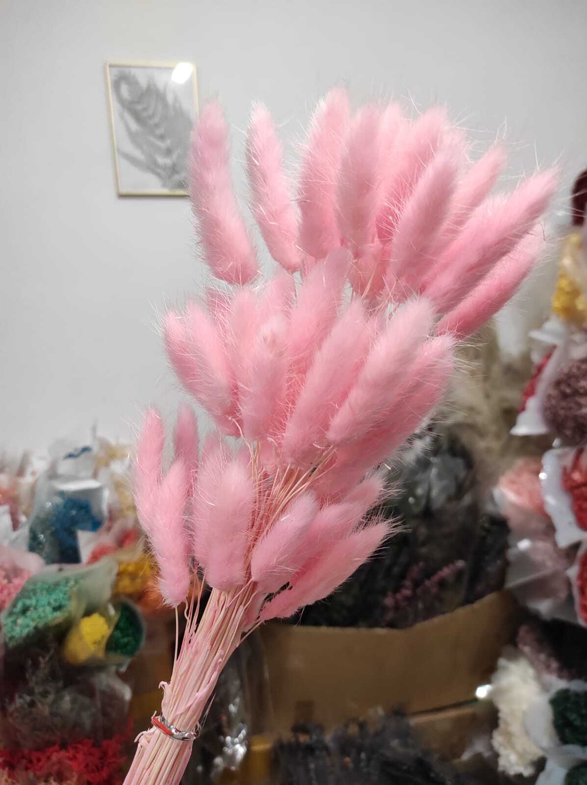 лагурус сухоцвет