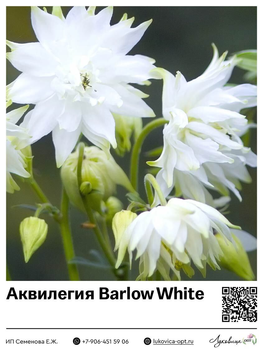 Аквилегия Barlow White 1 шт