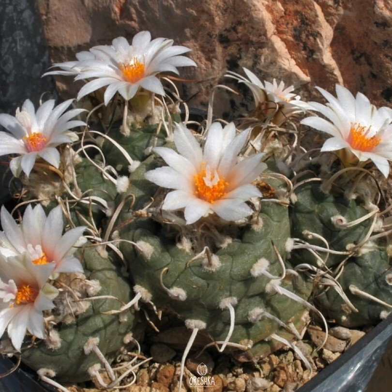 Seeds of Cactus Turbinicarpus polaskii (Turbinicarpus polaskii) — 10 pcs