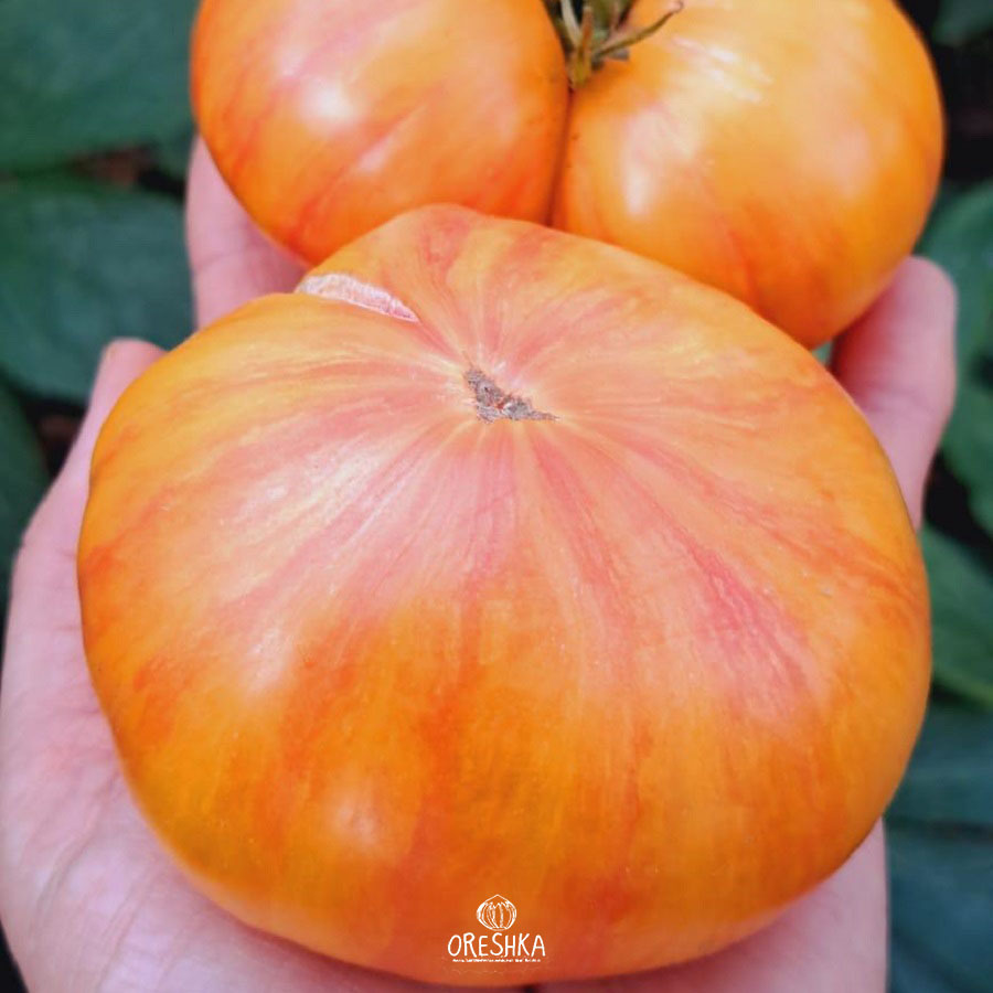 Seeds of Tomato Patty's yellow striped beefsteak (solanum lycopersicum) — 10 pcs