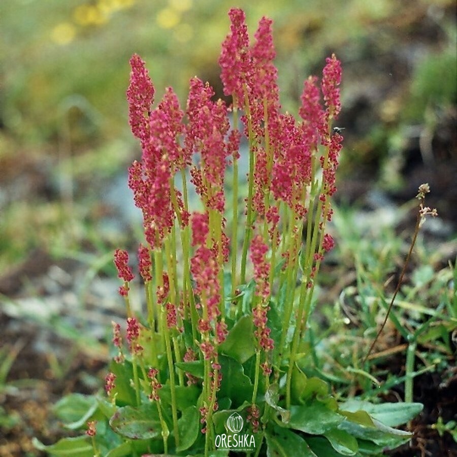 Seeds of Sour sorrel — 50 pcs