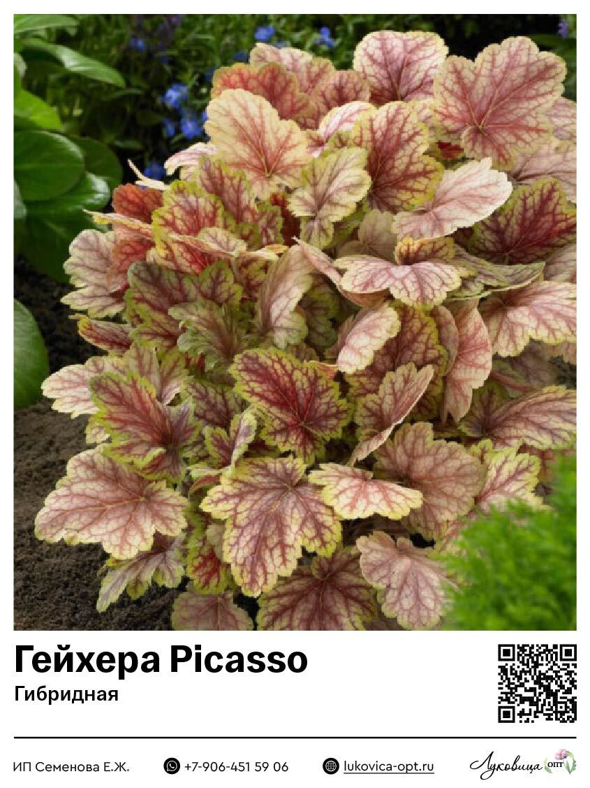 Гейхера Picasso (Гибридная) 1 шт