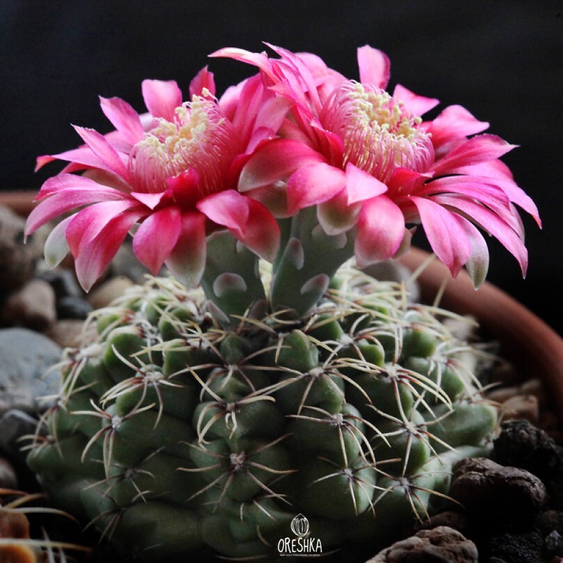 Seeds of Cactus Gymnocalycium baldianum P 127 (Gymnocalycium baldianum P 127) — 10 pcs
