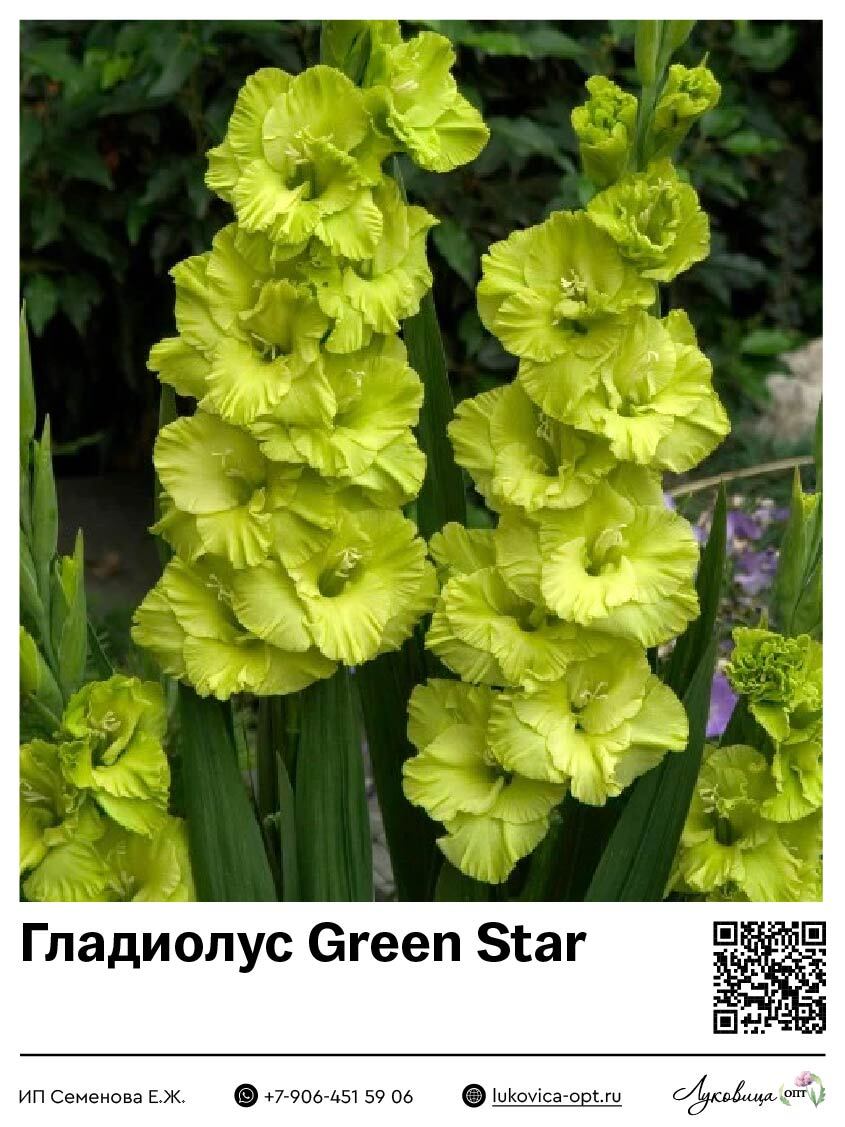 Гладиолус Green Star 5 шт