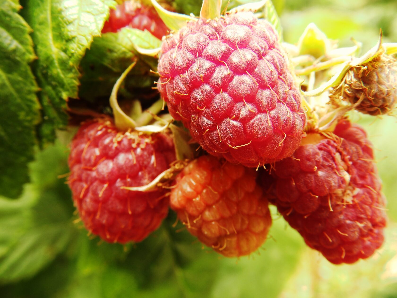 Raspberry Young Plants