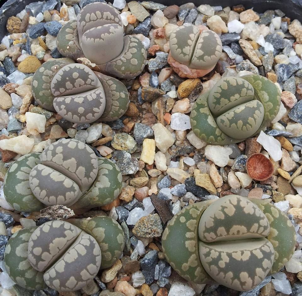 Lithops otzeniana