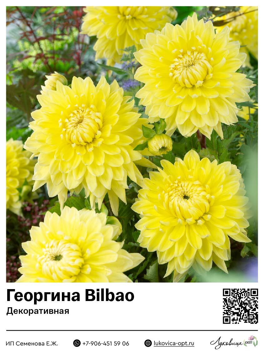 Георгина Bilbao (Декоративная) 1 шт