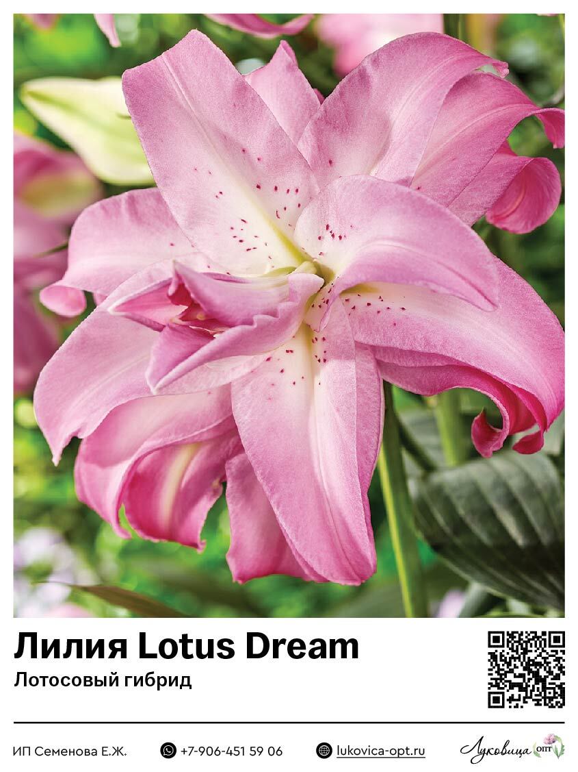 Лилия Lotus Dream (Лотосовый гибрид)