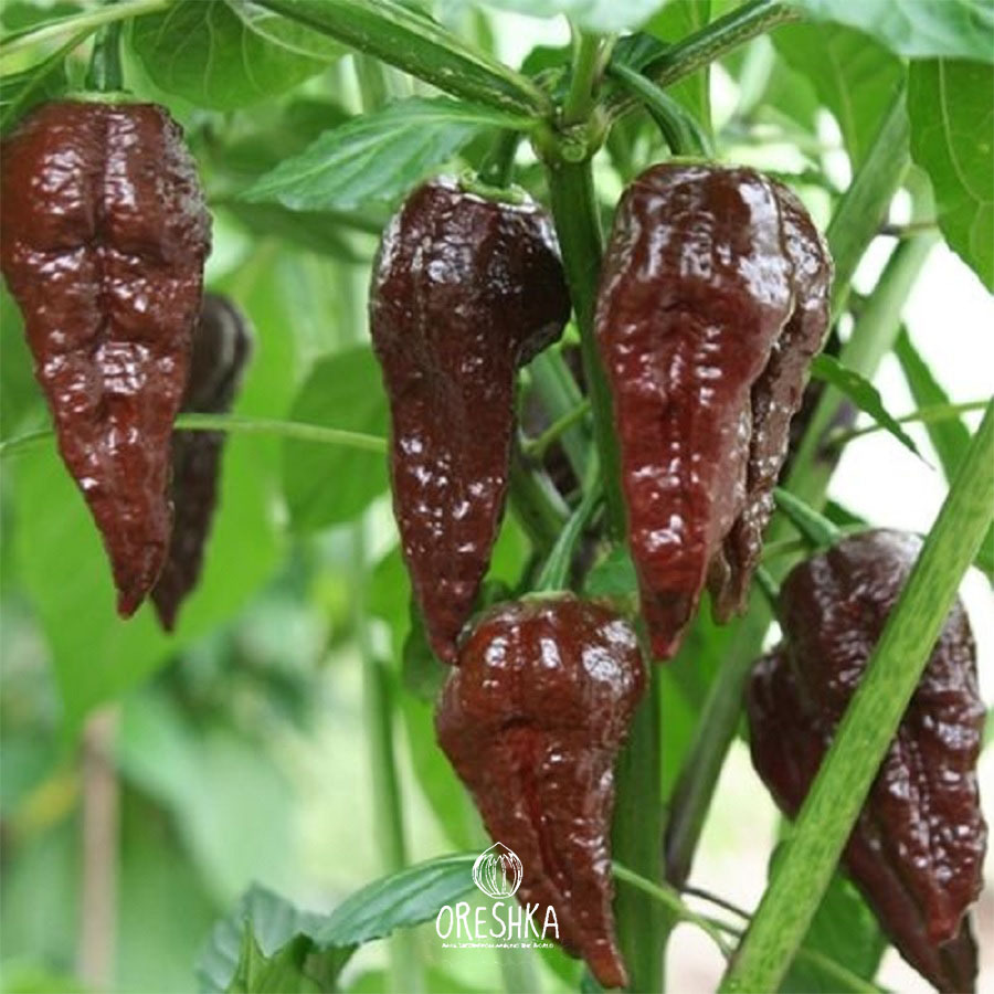 Seeds of Hot pepper Bhut Jolokia Chocolate (Capsicum)