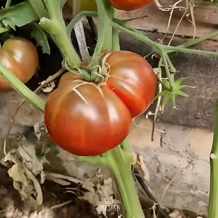 Seeds of Tomato Black Angus Dwarf (solanum lycopersicum) — 10 pcs