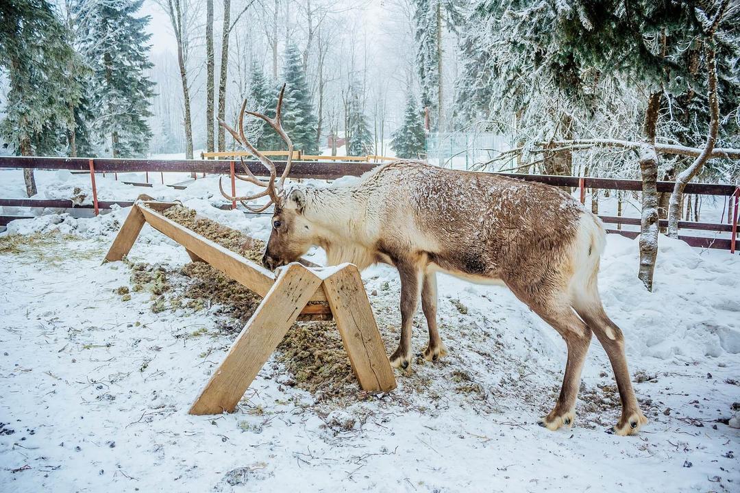 Оленья ферма план