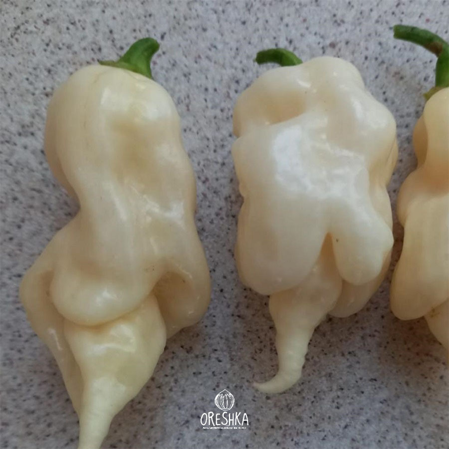 Seeds of Hot pepper Trinidad Scorpion Ivory R (Capsicum) — 5 pcs