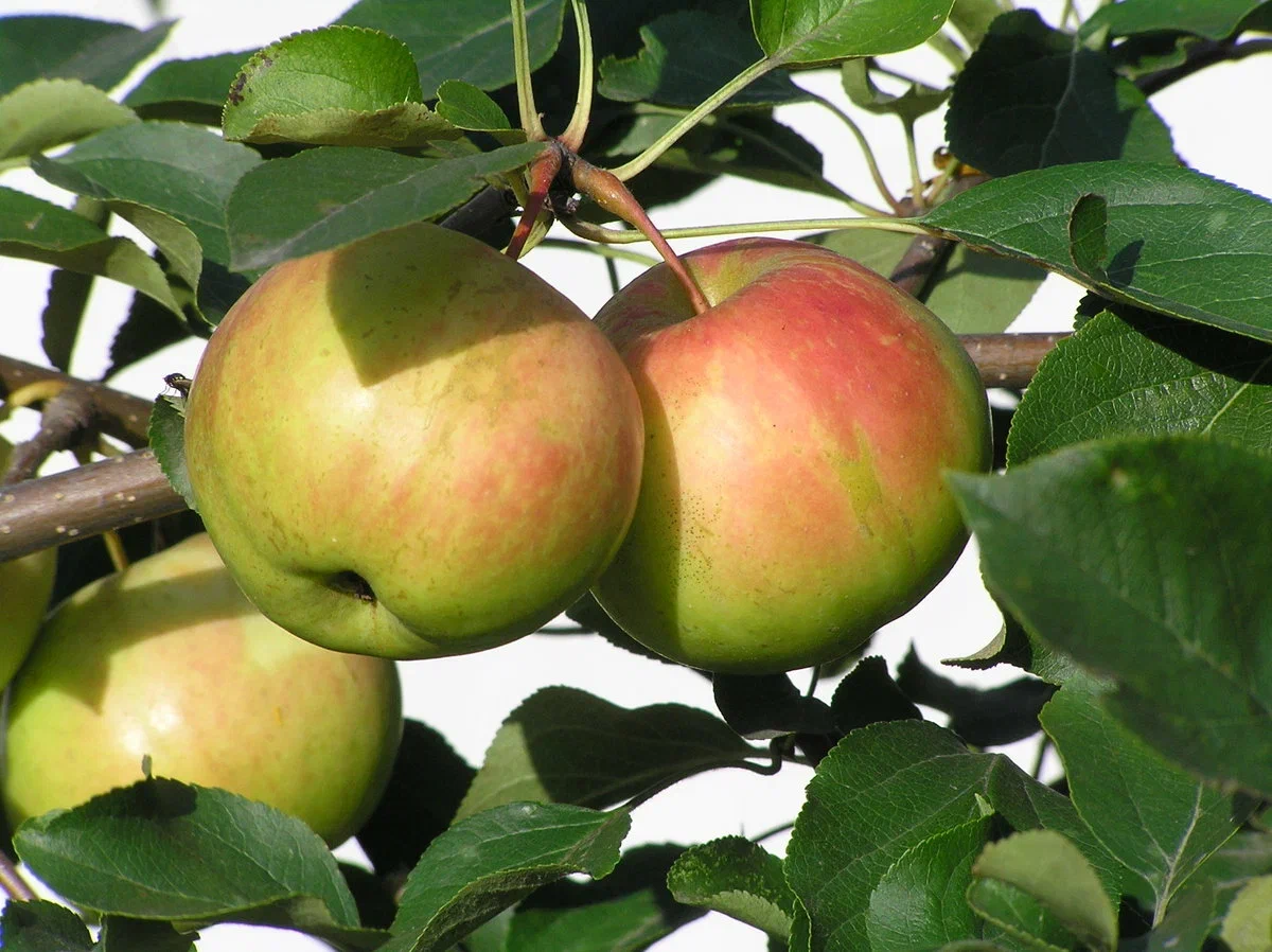 Сорт яблони богатырь фото и описание сорта