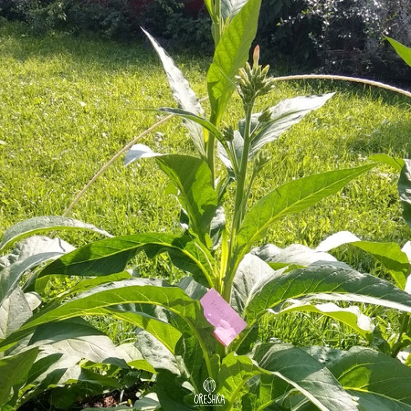 Seeds of Tobacco habano 2000 (Nicotiana tabacum) — 300 pcs
