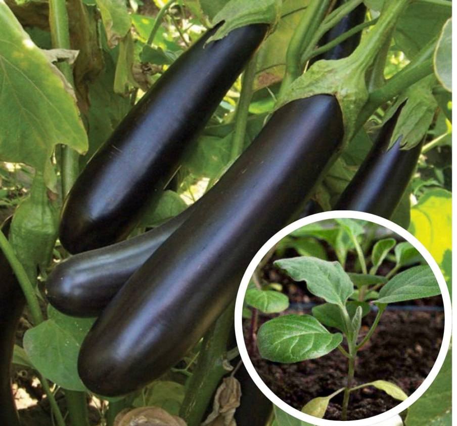 Розсада Баклажан "Валентина F1" (Seminis) 1шт