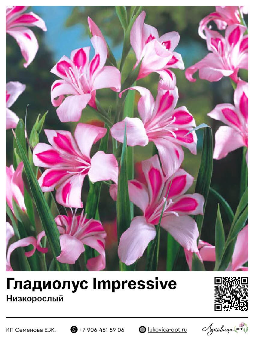 Гладиолус Impressive (Низкорослый) 5 шт