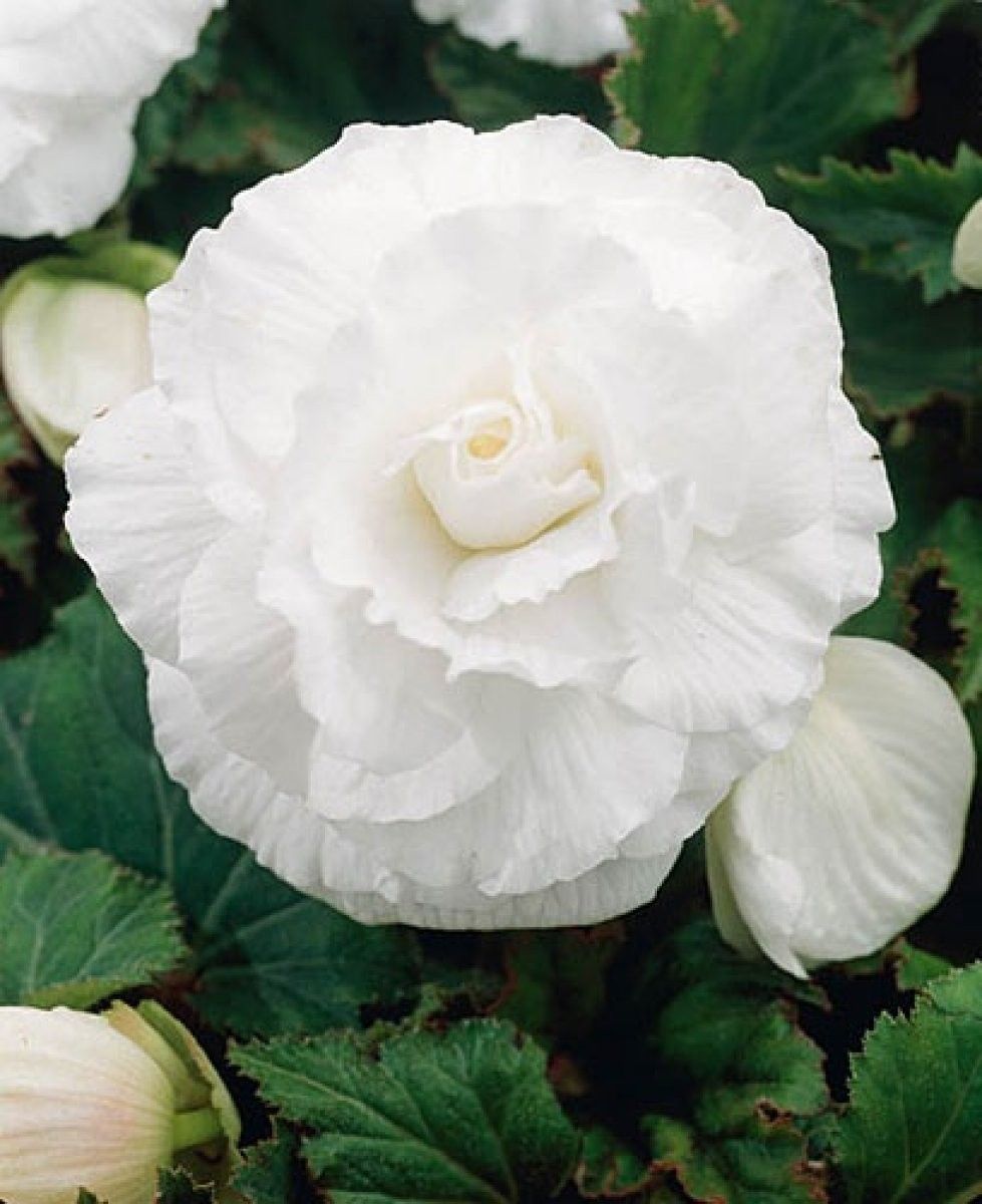 Бегония клубневая цветовая гамма Бегония клубневая "Fortune White" C1
