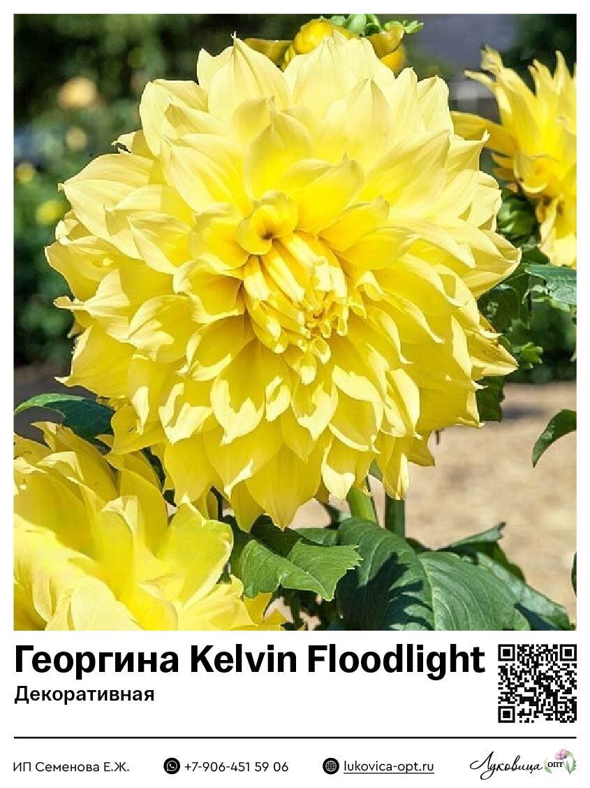 Георгина Kelvin Floodlight (Декоративная) 1 шт