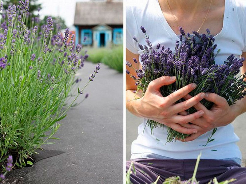 Лаванда черенки. Лаванда узколистная южанка. Лаванда подмосковная. Лаванда зимующая семена. Срезанная лаванда.