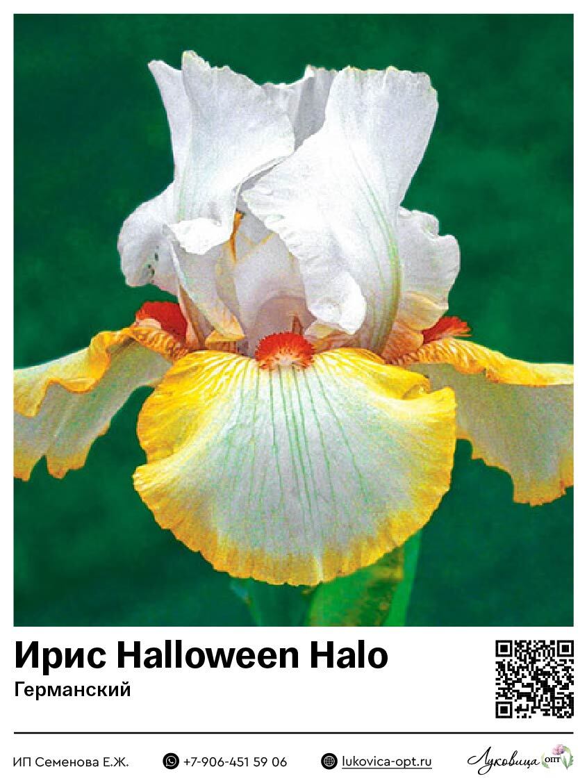 Ирис Halloween Halo (Германский) 1 шт