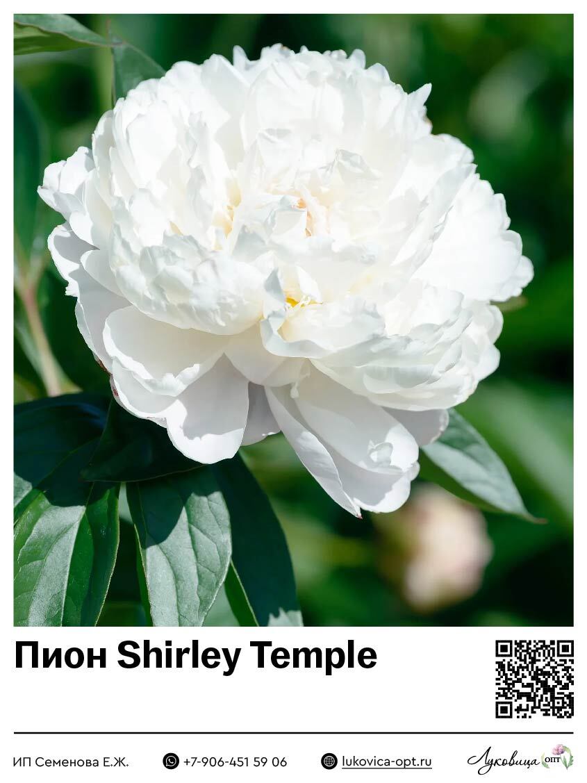 Пион Shirley Temple