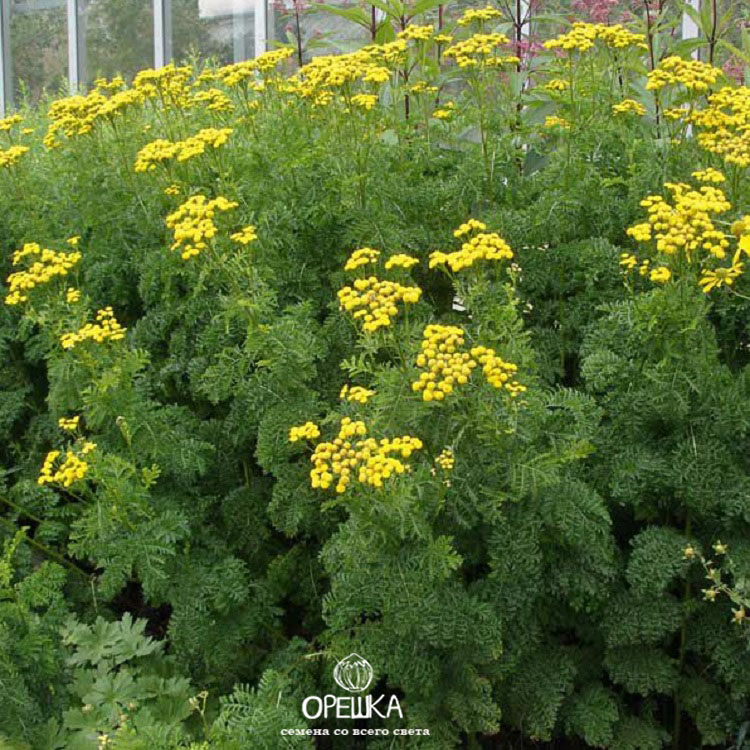 Пижма бальзамическая кудрявая семена || Питомник семян Орешка