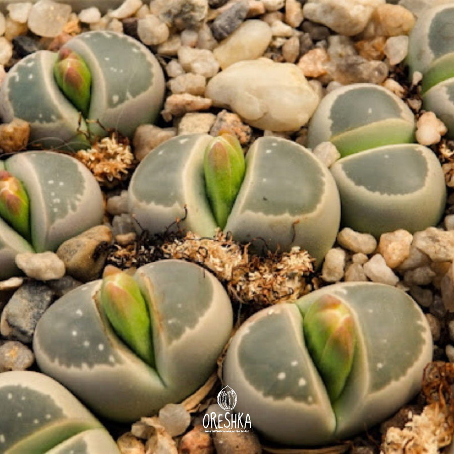 Seeds of Succulent Lithops olivacea PV 986 (Lithops olivacea PV 986) — 10 pcs